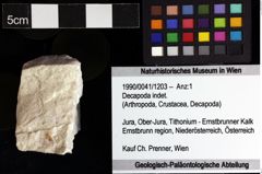 Foto (Objket + Etiketten) von Decapoda indet. 